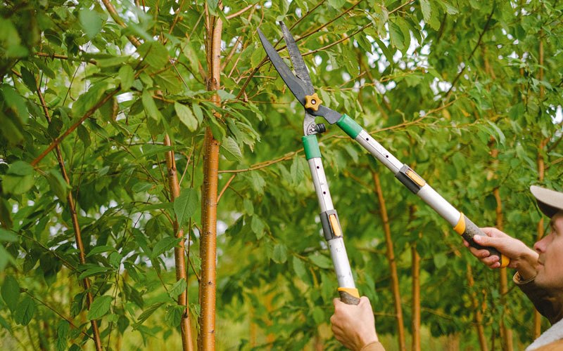 Tree trimming in York, NE